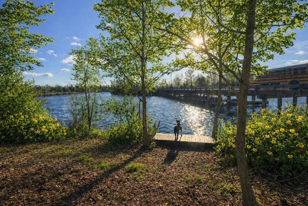 The fishing-hole dock at golden hour