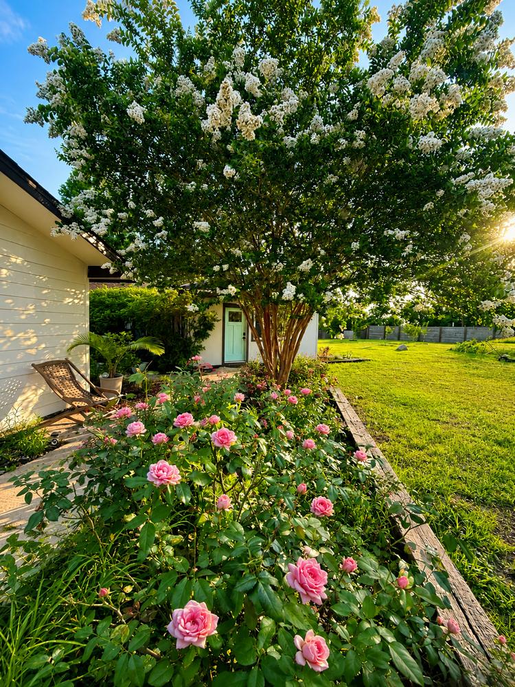 Pink roses beneath a blooming crape myrtle at the studio door