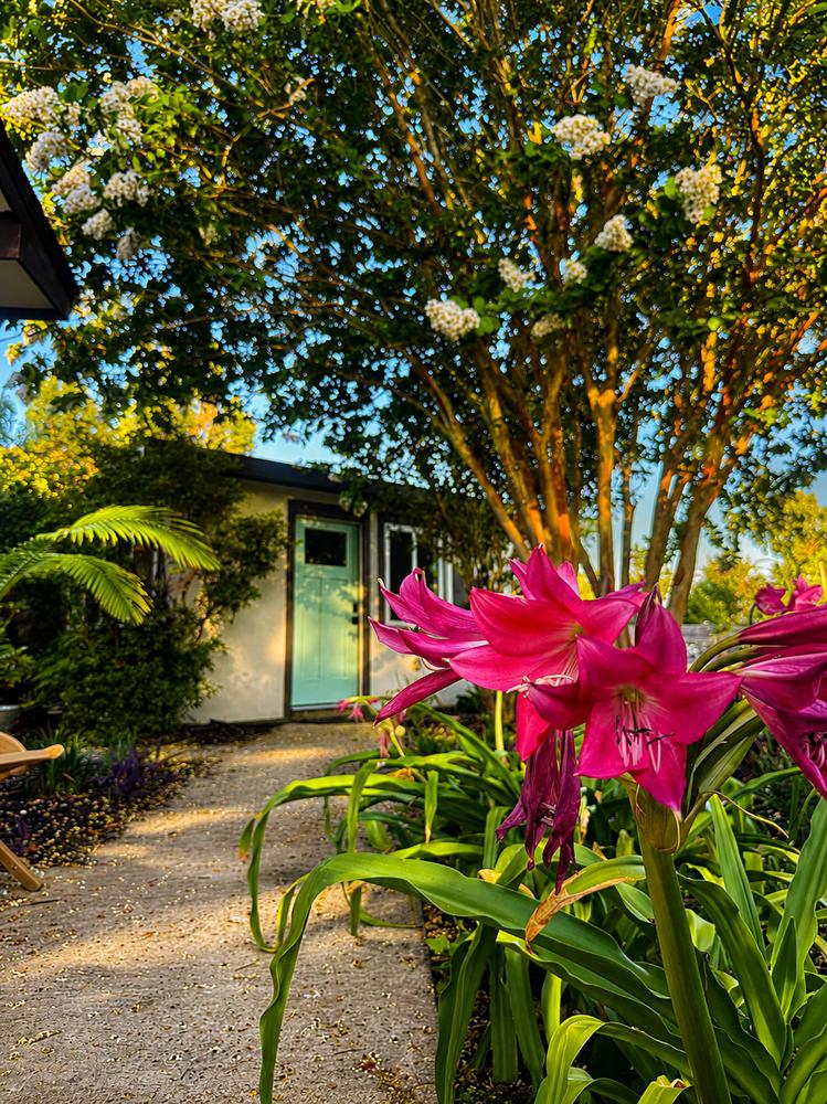 Magenta crinum lilies along the garden path