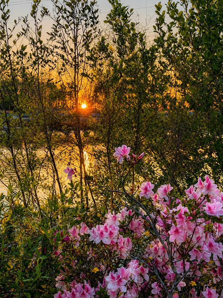Azaleas blooming as the sun sets over the lake