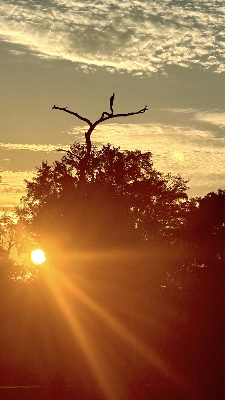 A heron silhouetted on the old cypress at sunrise