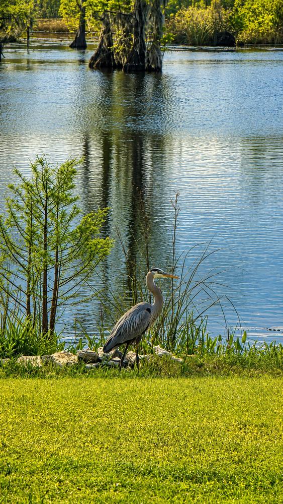 Great blue heron on the shoreline