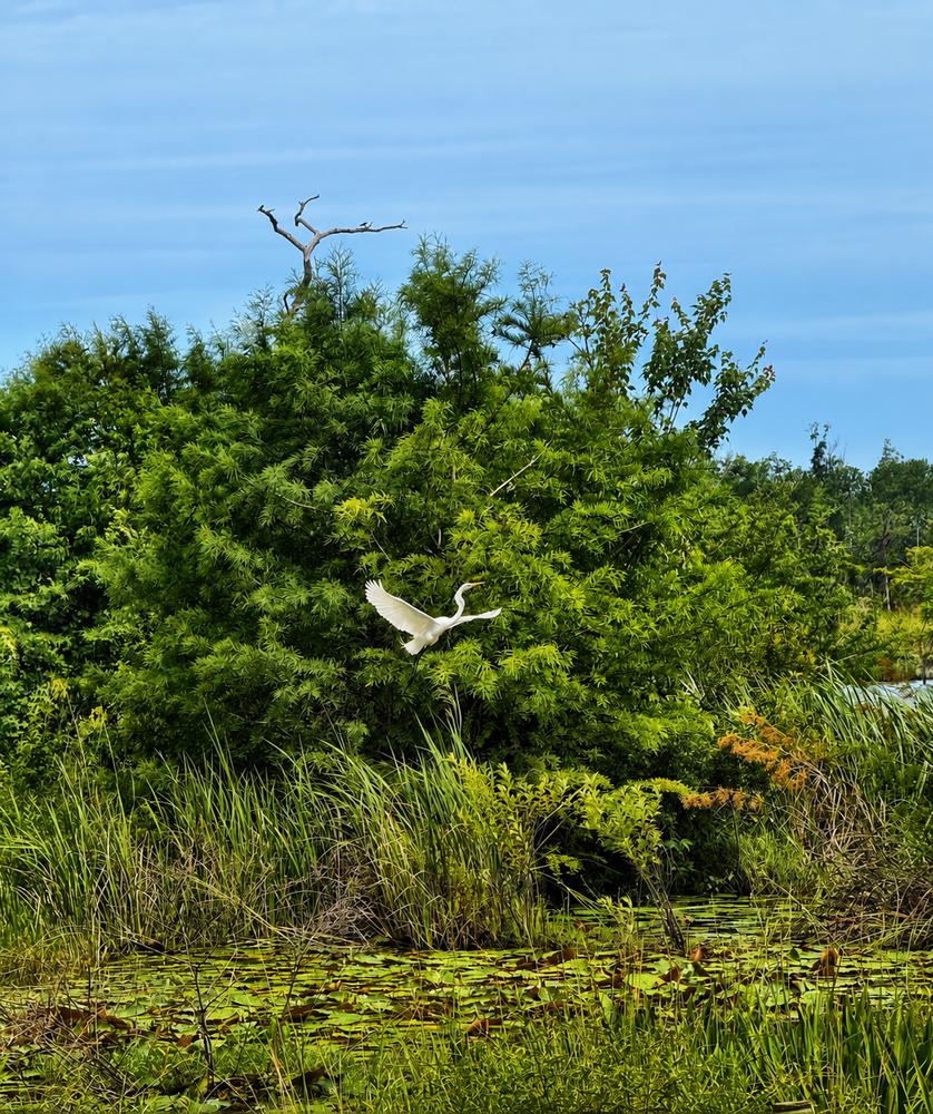 Great egret lifting off over the lilies