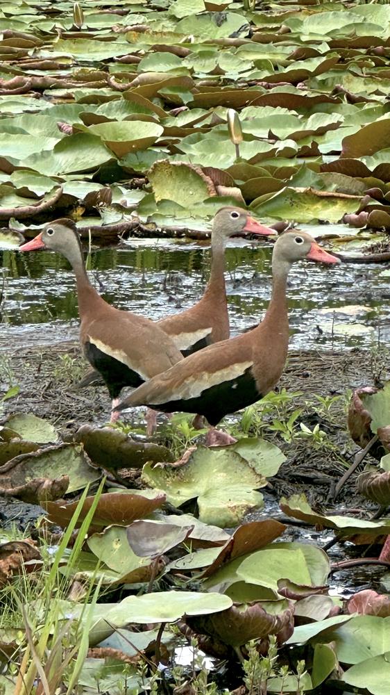 Black-bellied whistling ducks among the lily pads