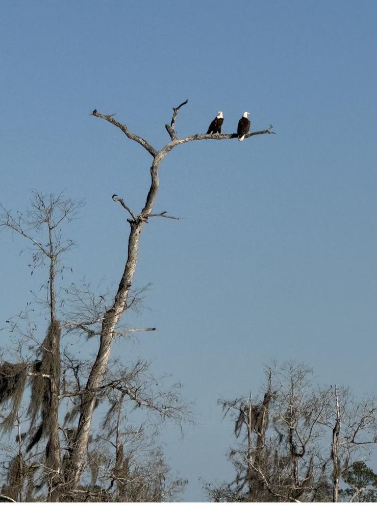 A pair of bald eagles on the dead cypress