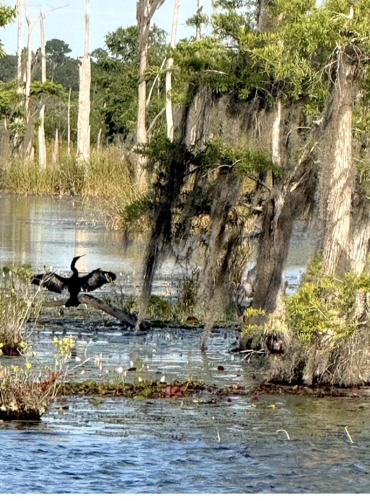 An anhinga drying its wings in the cypress