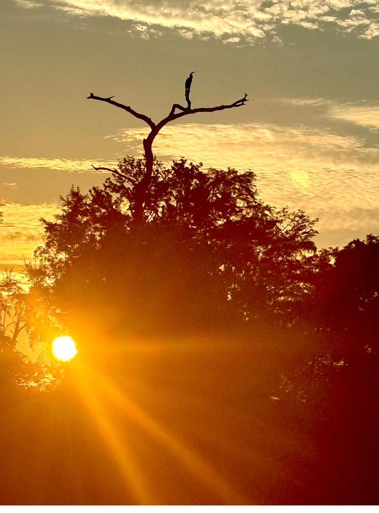 A waterbird silhouetted atop the old cypress at sunrise