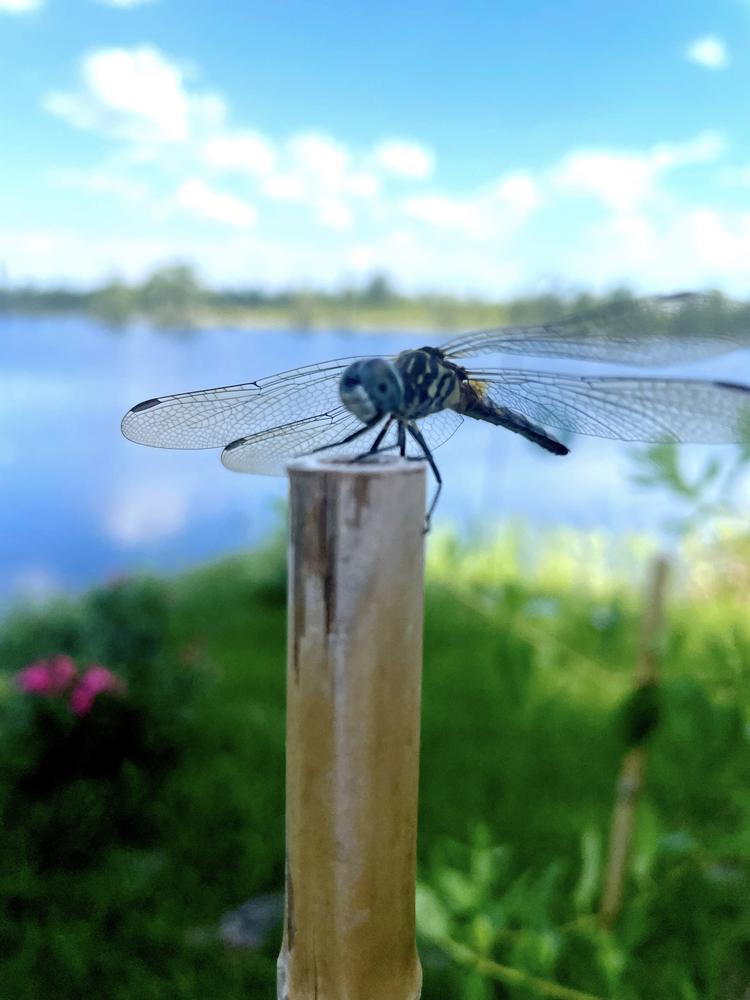 Dragonfly at the water's edge