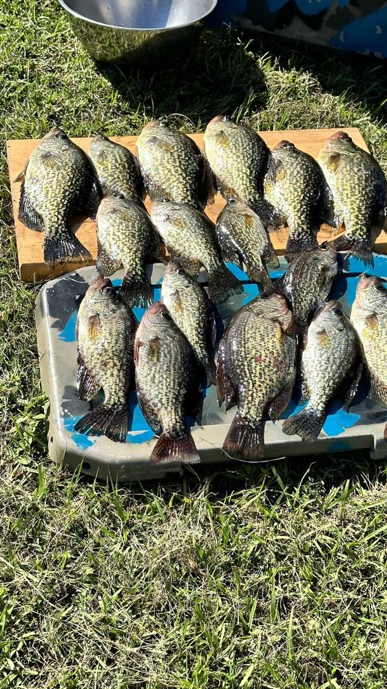 A morning's crappie catch from the dock