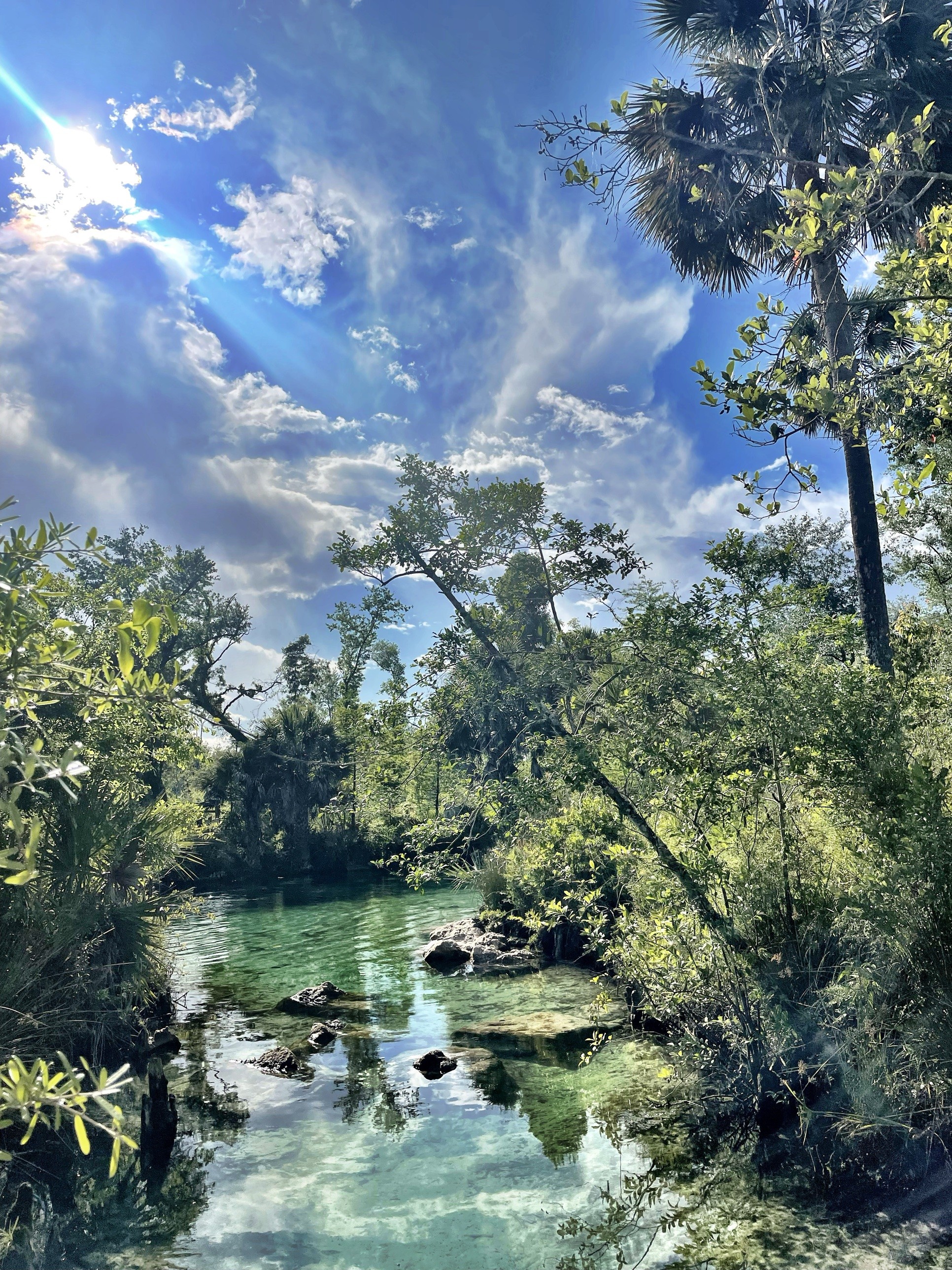 Crystal-clear water at Pitt Spring, framed by palms and cypress