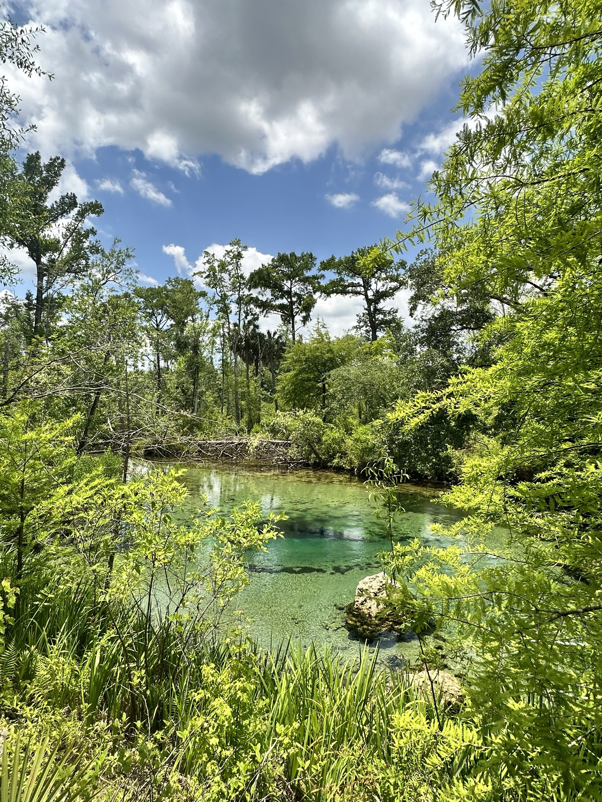 The turquoise pool at Williford Spring