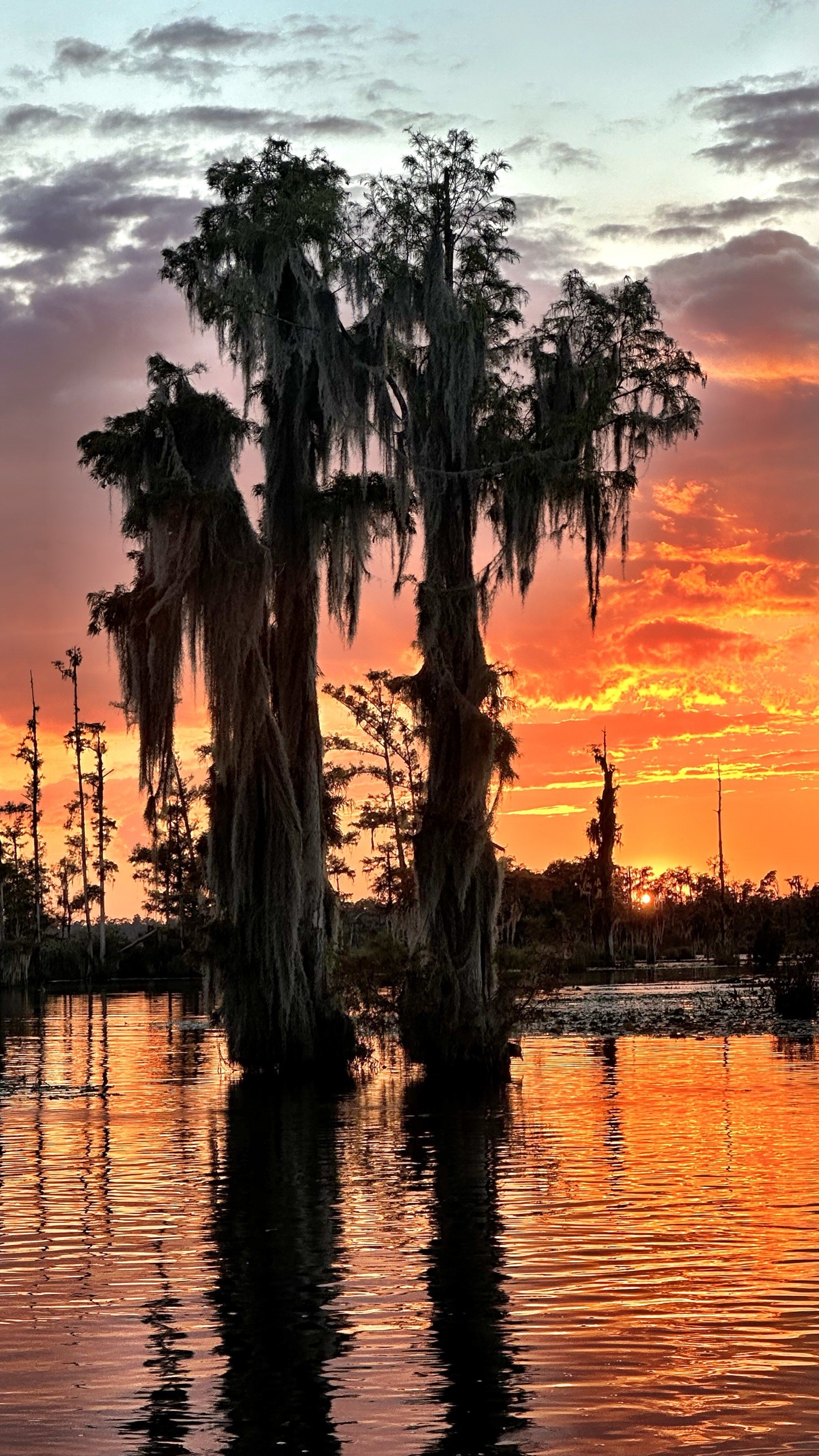 Cypress trees silhouetted against a deep orange sunset at Osprey Point