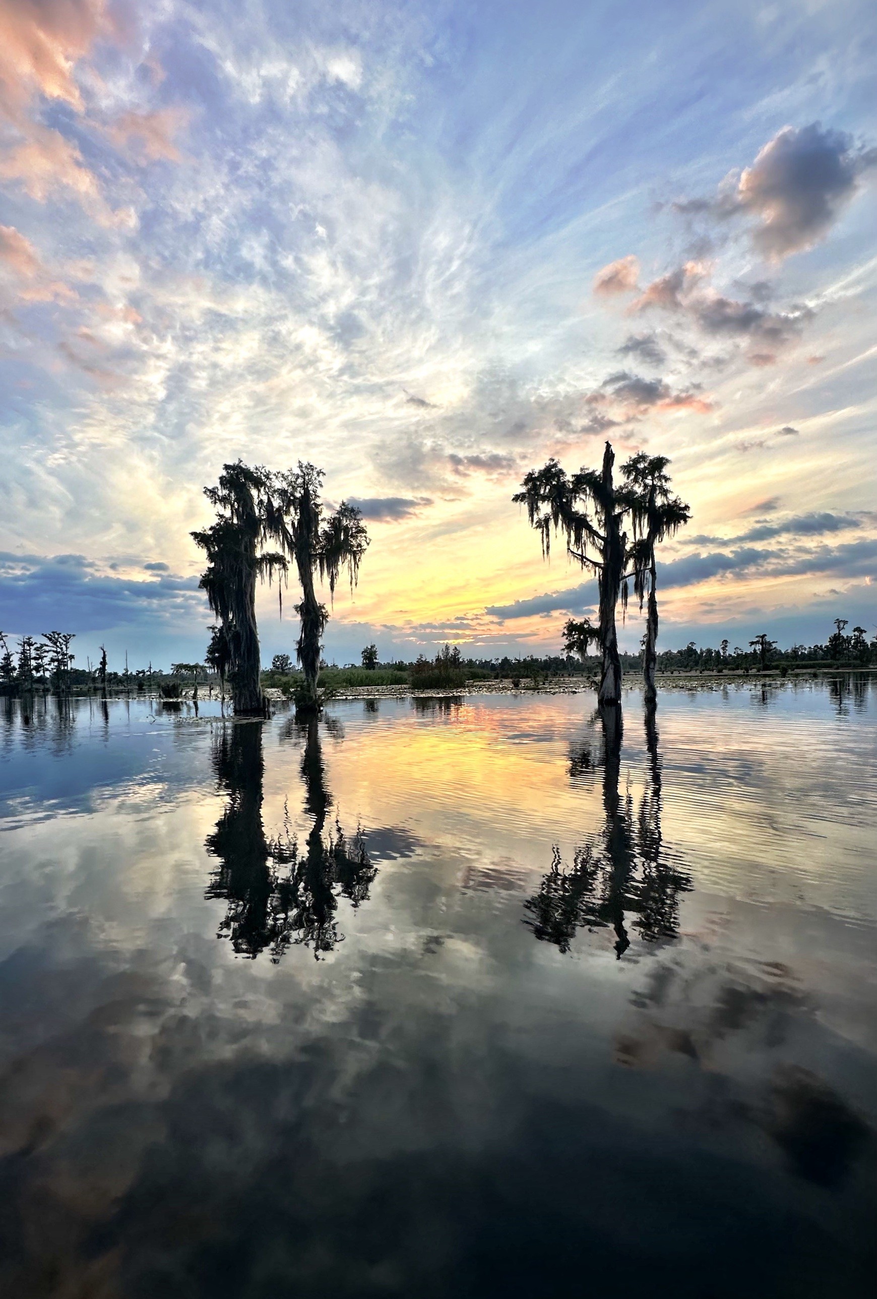 Cypress trees and their reflection on the mirror-still water at Osprey Point